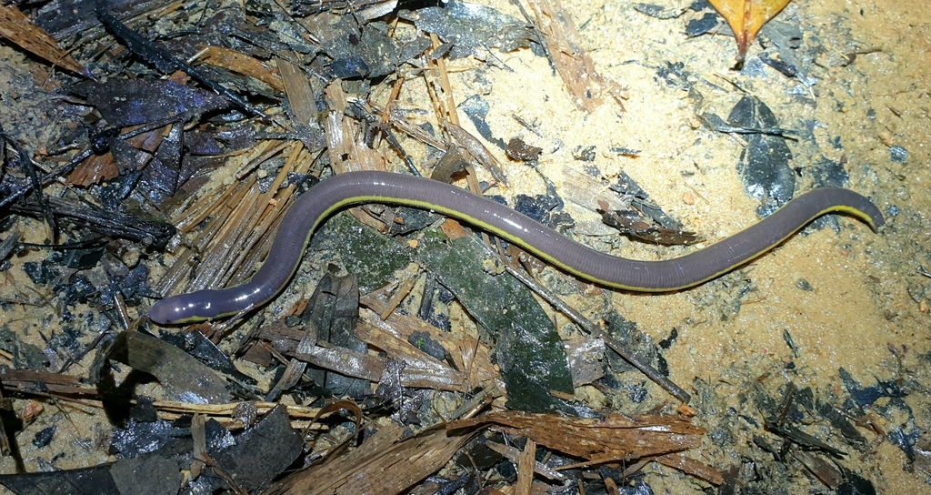 Koh Tao Caecilian from Bang Nai Si, Takua Pa District, Phang-nga ...