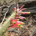 Firecracker Cactus - Photo (c) Pablo Demaio, all rights reserved, uploaded by Pablo Demaio