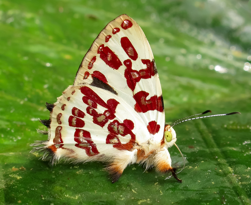 Anteros acheus from Manu road, Paucartambo Province, Peru on November ...