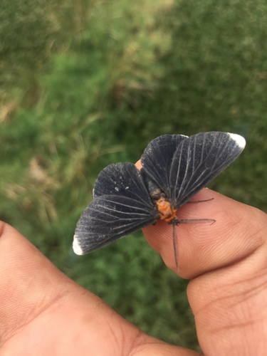 White-tipped Black