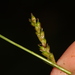 Carex alterniflora - Photo (c) Bridelia, todos los derechos reservados, subido por Bridelia