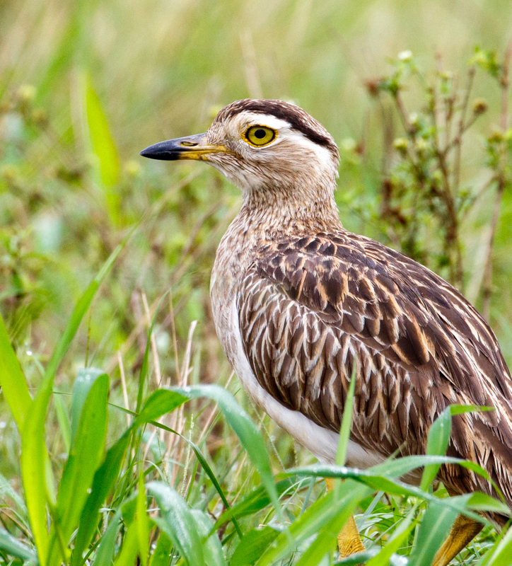 Double-striped Thick-knee photo