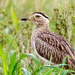 Double-striped Thick-Knee - Photo (c) Rolando Chavez, all rights reserved, uploaded by Rolando Chavez