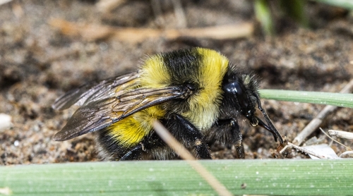 Lanzhou Bumble Bee
