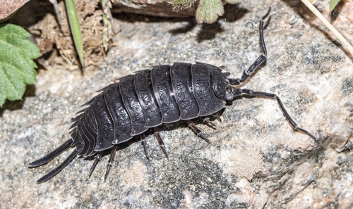 Mongoloniscus niger