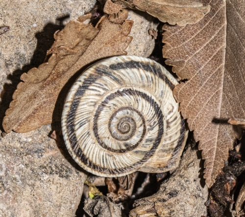 Cathaica siningfuensis