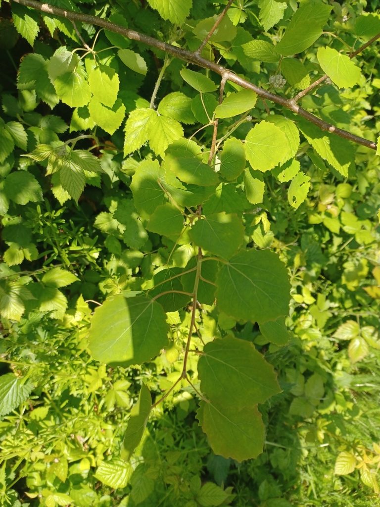 European aspen from PN des Plaines de l'Escaut, BE-HT, Wallonie, BE on ...