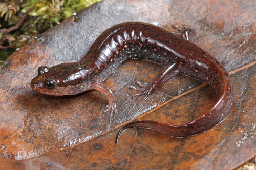Holbrook’s Southern Dusky Salamander
