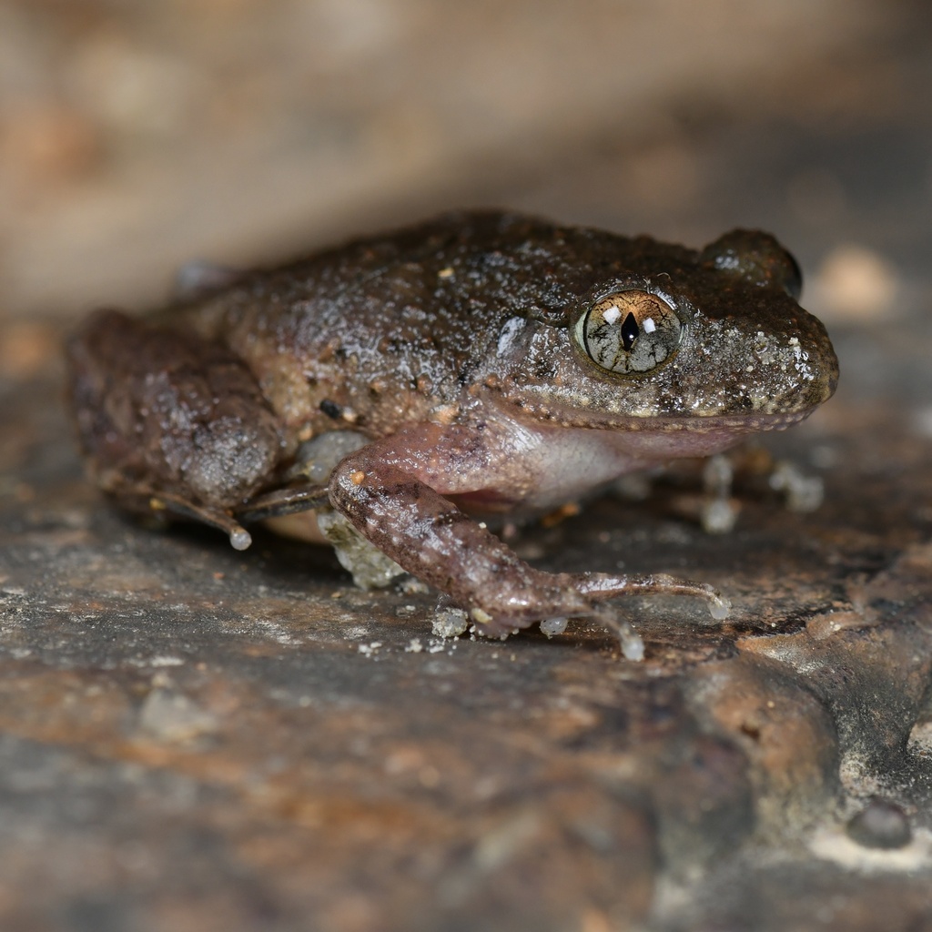 Leptobrachella eos in August 2022 by yu junfeng · iNaturalist