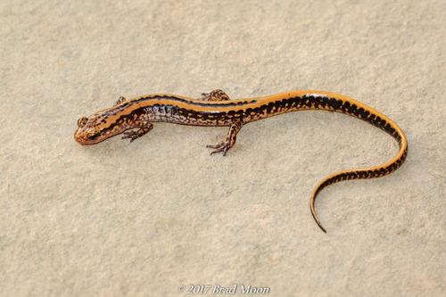 Three-lined Salamander
