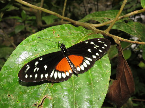 Heliconius hecalesia (Hewitson, 1853)