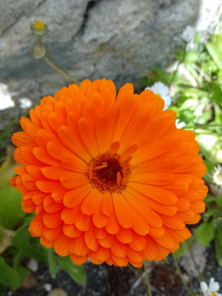 Calendula officinalis - Wikipedia