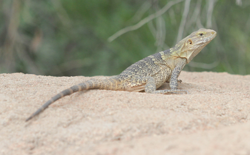 San Esteban Island × Sonoran Spiny-tailed Iguana