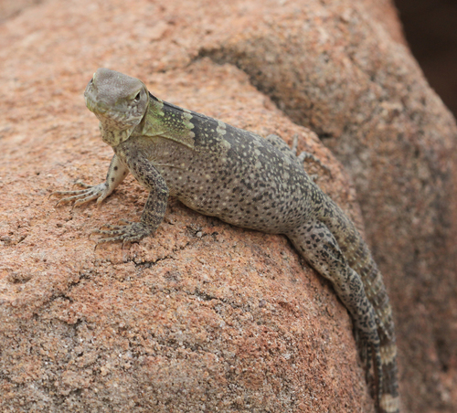 San Esteban Island × Sonoran Spiny-tailed Iguana