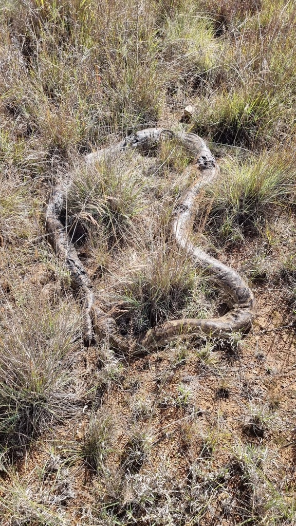 Southern African Python from Dinokeng Game Reserve, City Of Tshwane, GP ...