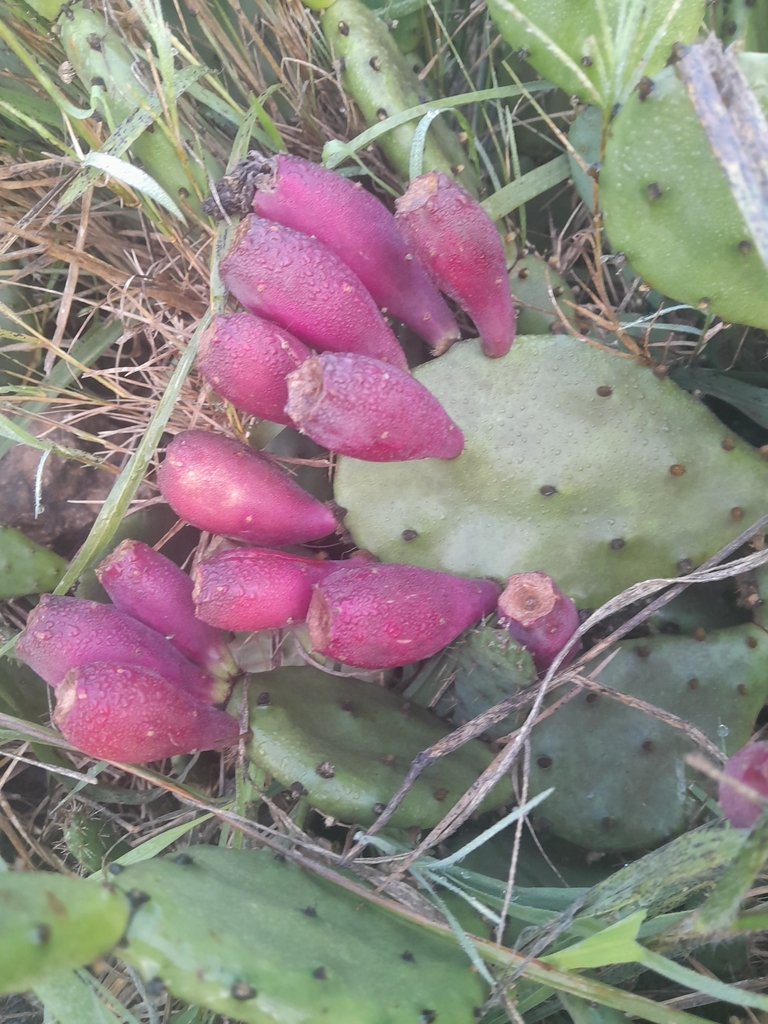 Eastern Pricklypear from Malaeneng on May 11, 2023 at 06:50 AM by ...