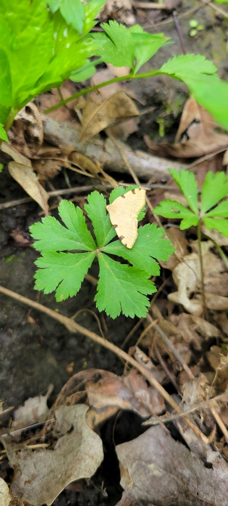 Three-spotted Fillip from Northwest Township, OH, USA on May 19, 2023 ...