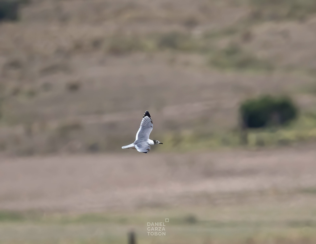 Franklin S Gull From Arteaga Coah M Xico On May At Am