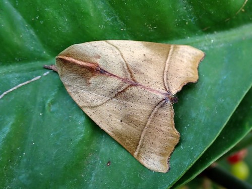 Carea angulata Fabricius, 1793