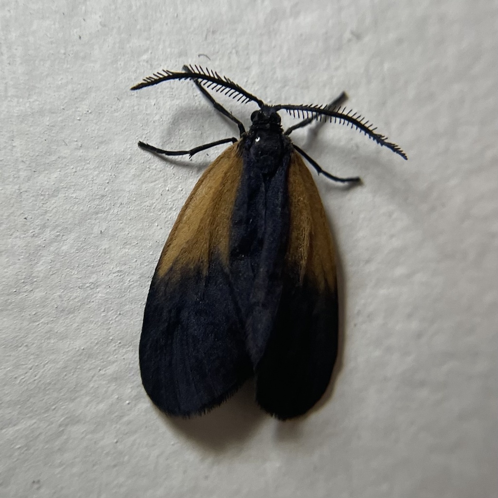 Orange-patched Smoky Moth in May 2023 by Mia Rodriguez · iNaturalist