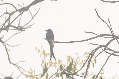 Ashy Drongo