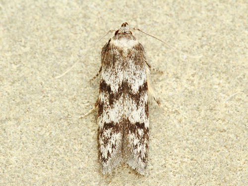 Asaphocrita aphidiella