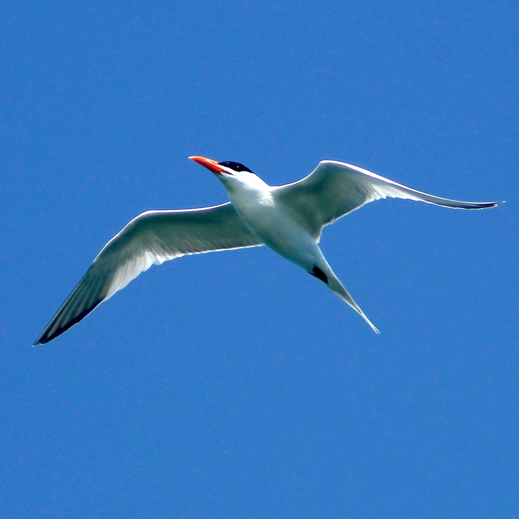 Royal Tern from Mulegé Municipality, BCS, Mexico on March 18, 2023 at ...