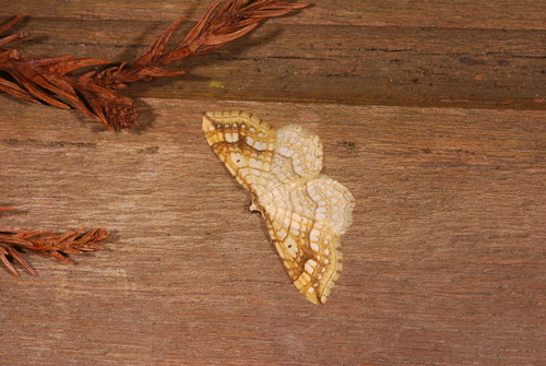 Laciniodes umbrosus