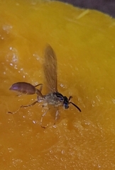 Agelaia centralis image