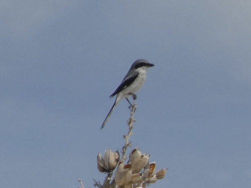 iNaturalist observation 2023-05-19