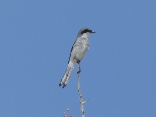 iNaturalist observation 2023-05-19