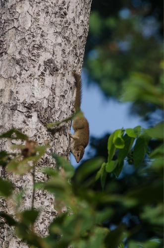 Madras Treeshrew