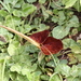 Aristolochia lindneri - Photo 由 Germaine Alexander Parada 所上傳的 (c) Germaine Alexander Parada，保留所有權利