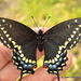 Papilio polyxenes - Photo (c) Juan Carlos Garcia Morales, todos os direitos reservados, uploaded by Juan Carlos Garcia Morales