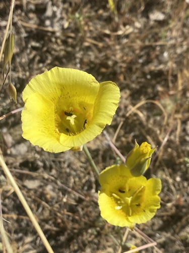 iNaturalist observation photo of Yellow Mariposa Lily