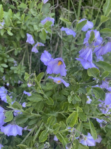 iNaturalist observation photo of bluewitch nightshade