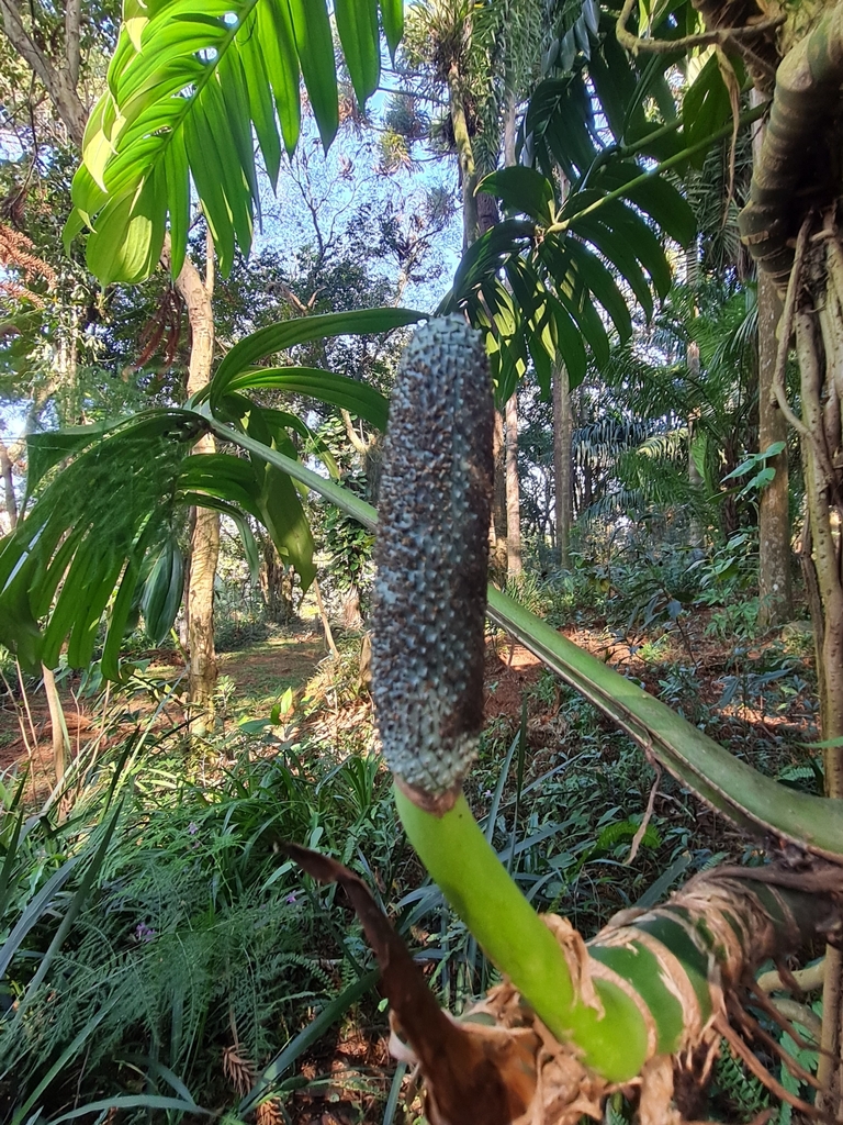 Creeping philodendron from Universidade de São Paulo on May 19, 2023 at ...