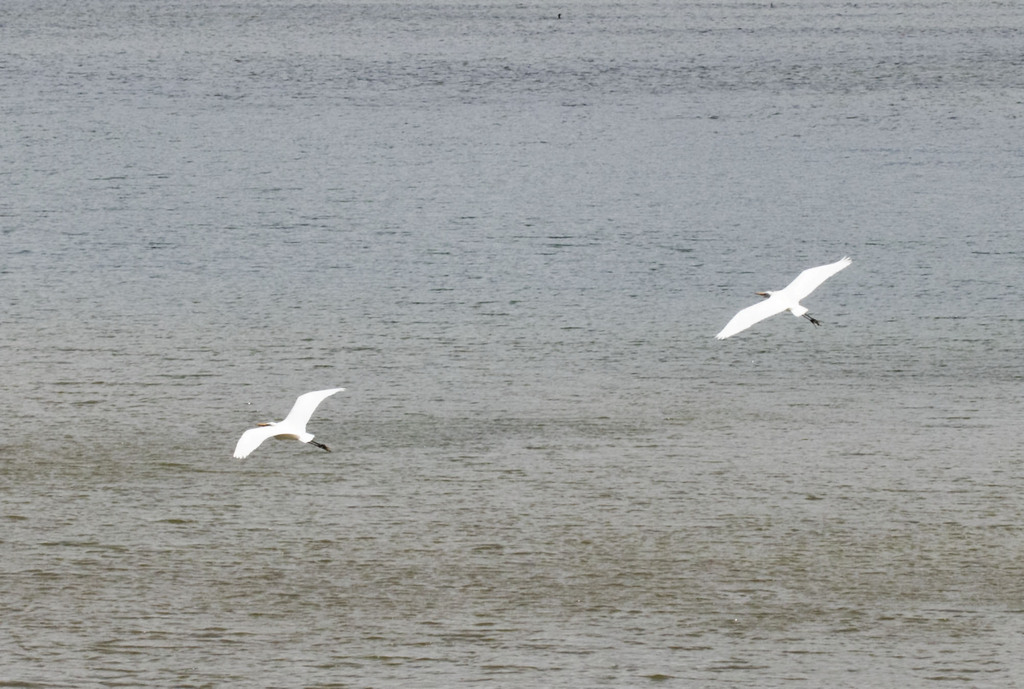 Great Egret from Tillamook County, OR, USA on May 9, 2023 at 04:02 PM ...