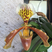 Paphiopedilum × nitens - Photo (c) Chuy Hernandez, all rights reserved, uploaded by Chuy Hernandez