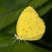 Forest Grass Yellow - Photo (c) Rogério Ferreira, all rights reserved, uploaded by Rogério Ferreira