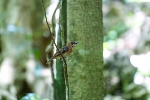 Pachycephala vitiensis lauana