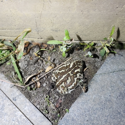Mongolian Toad