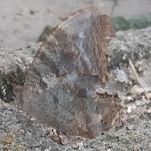 Common Evening Brown