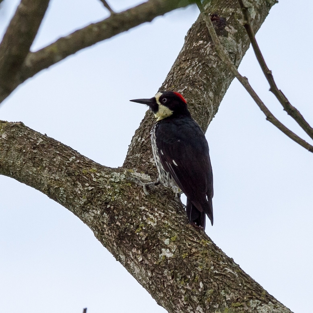 Acorn Woodpecker from Circasia-Armenia on August 23, 2015 at 08:53 AM ...