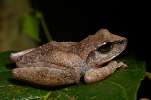 Knuckles Shrub Frog