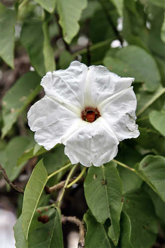 Ipomoea pauciflora
