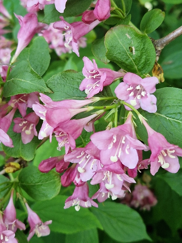 Weigela bushes in May 2023 by RetroGreg · iNaturalist