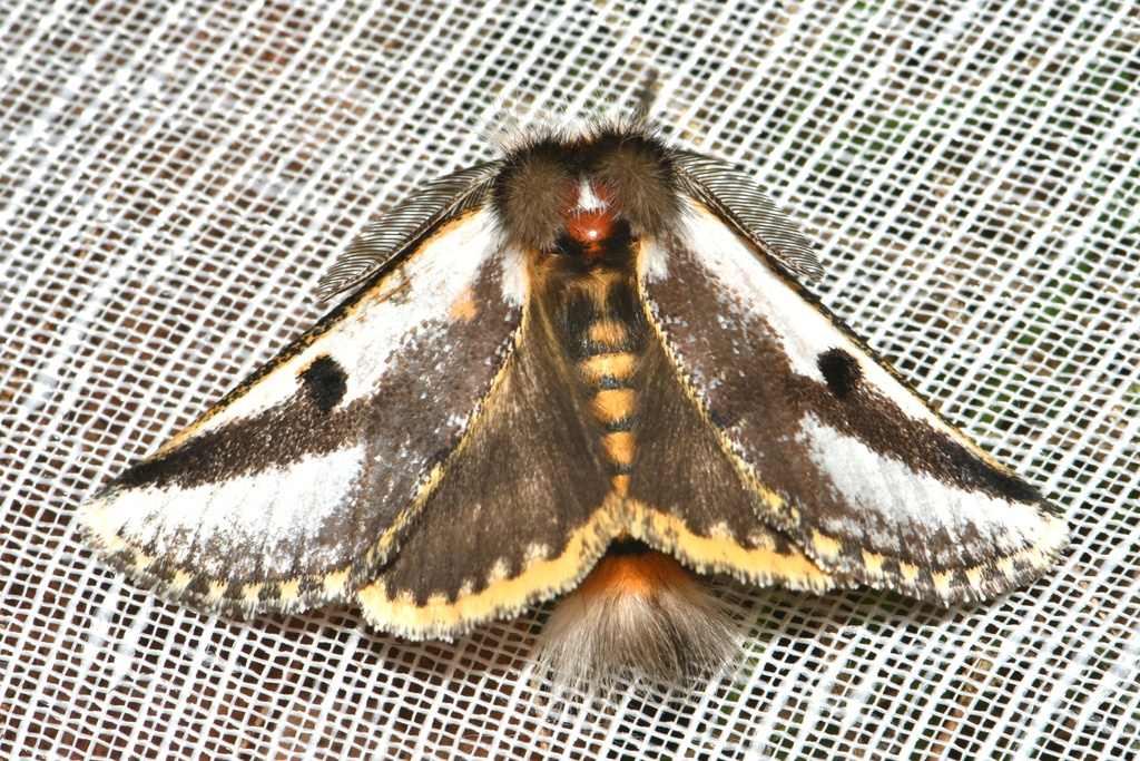 Black Spot Moth from Cranbourne South VIC 3977, Australia on May 15 ...