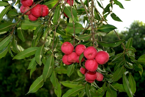 Syzygium ingens (C.Moore) Craven & Biffin
