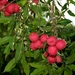 Syzygium ingens - Photo (c) Nicholas John Fisher, כל הזכויות שמורות